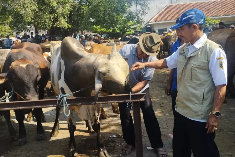 Klaten Awasi Ketat Lalu Lintas Ternak dari Yogyakarta